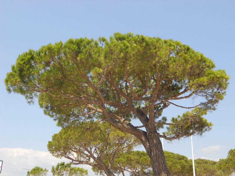 Large Pine Tree — Green, Serene