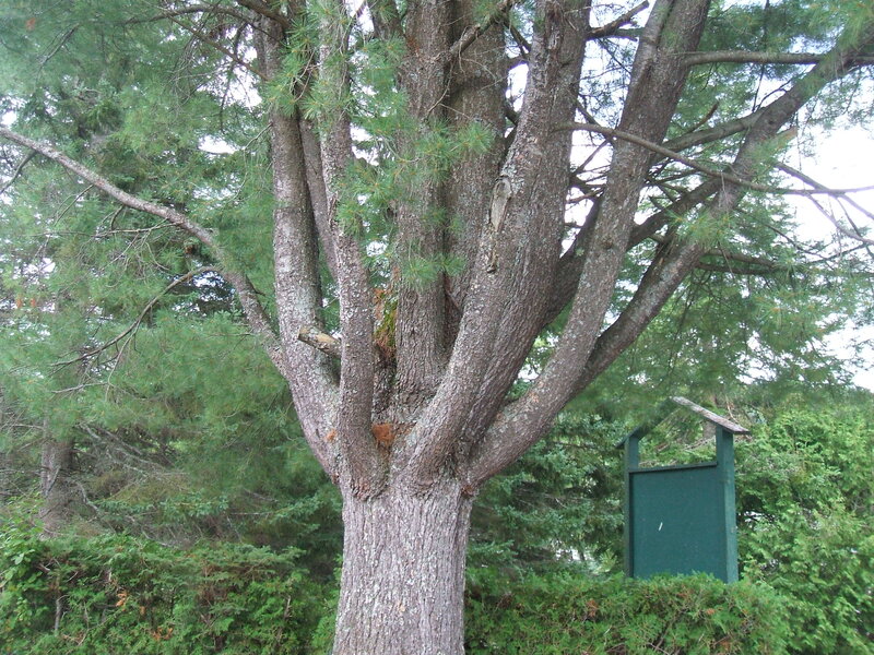 Large Pine Tree — Green
