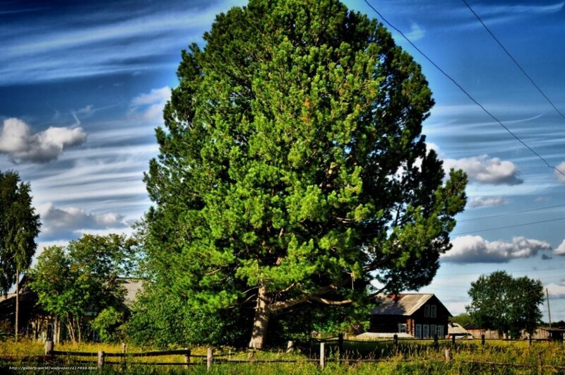 Large pine tree in rural landscape