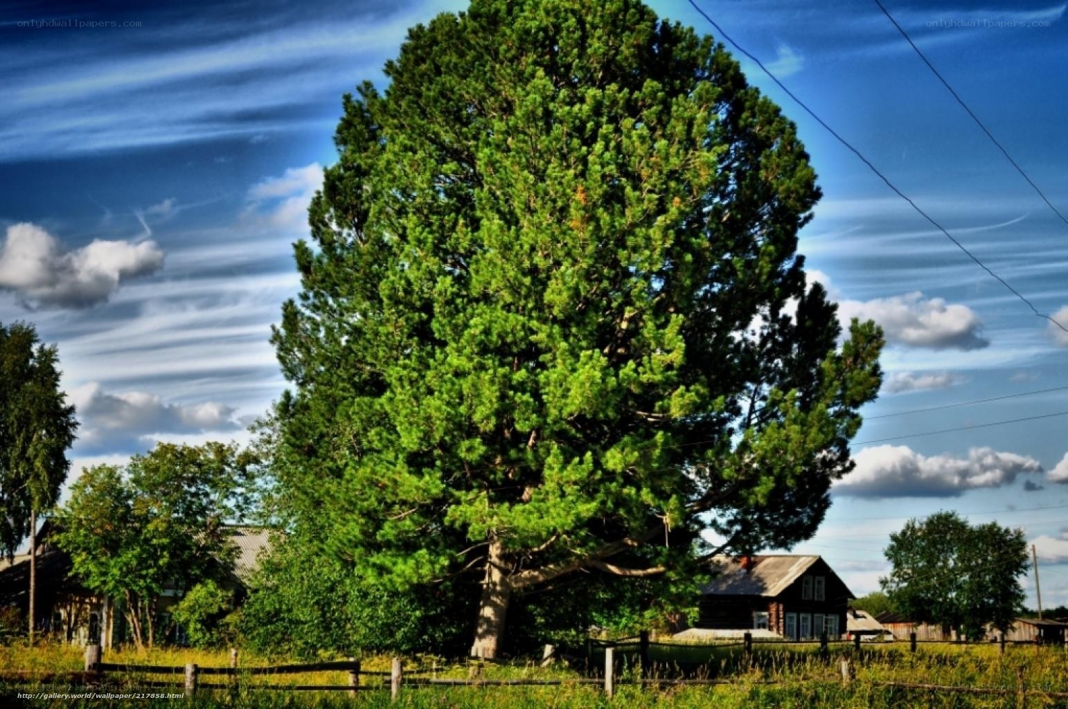 Large pine tree in rural landscape