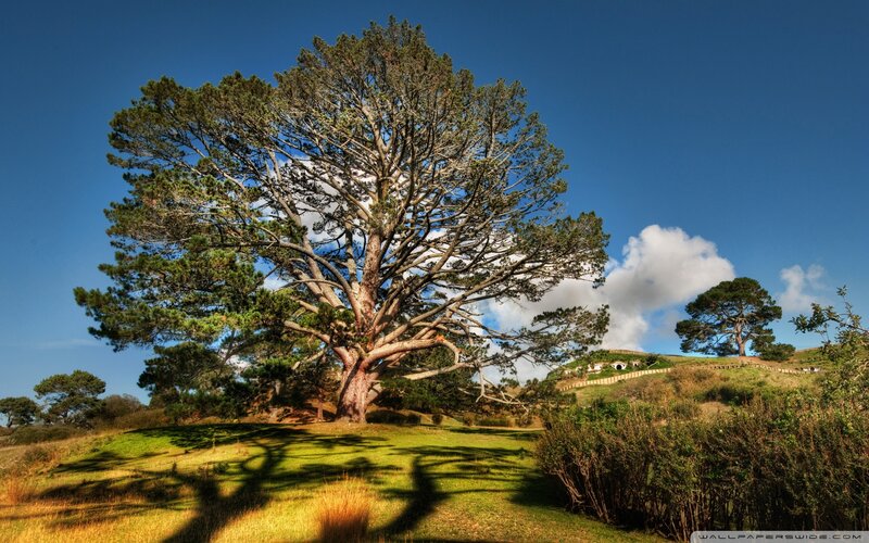 Large Pine Tree on Hill