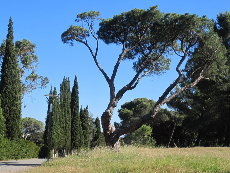 Large Pine Tree