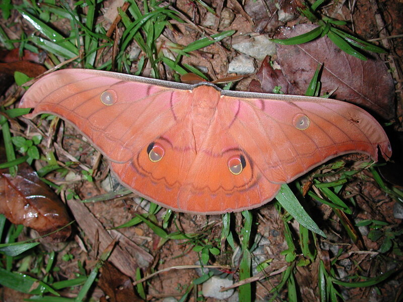 large pink moth on ground
