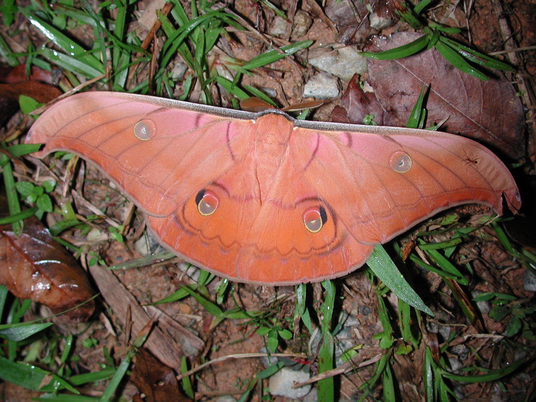 large pink moth on ground