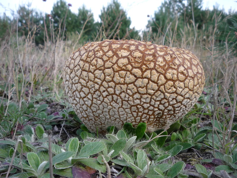 Large Puffball Mushroom