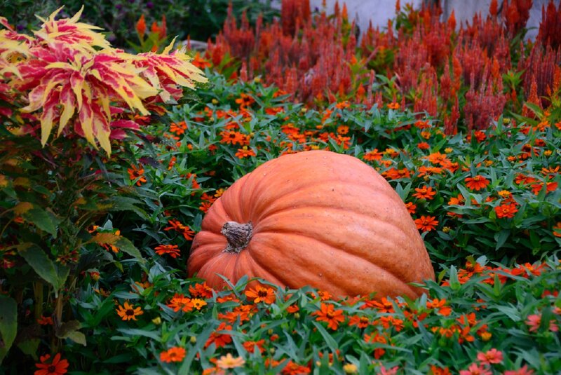 Large Pumpkin in Flowers