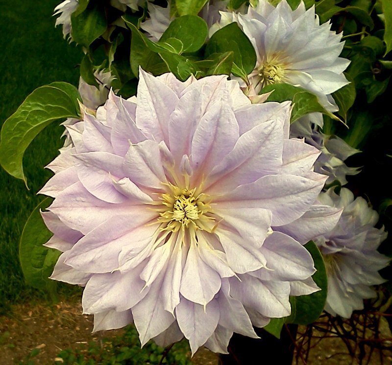 Large Purple Clematis Flower