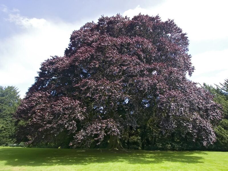 Large purple-leafed tree in park