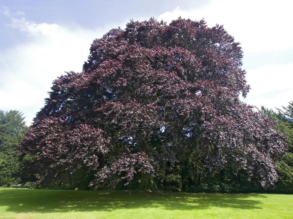 Large purple-leafed tree in park