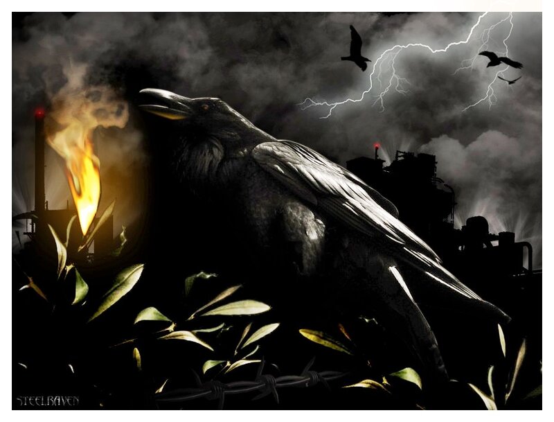 Large Raven in Industrial Scene