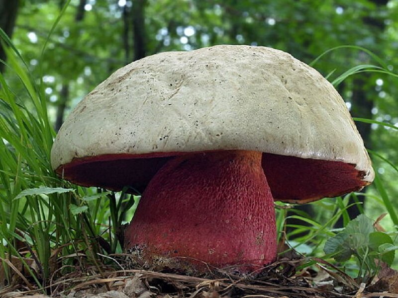 Large Red Mushroom