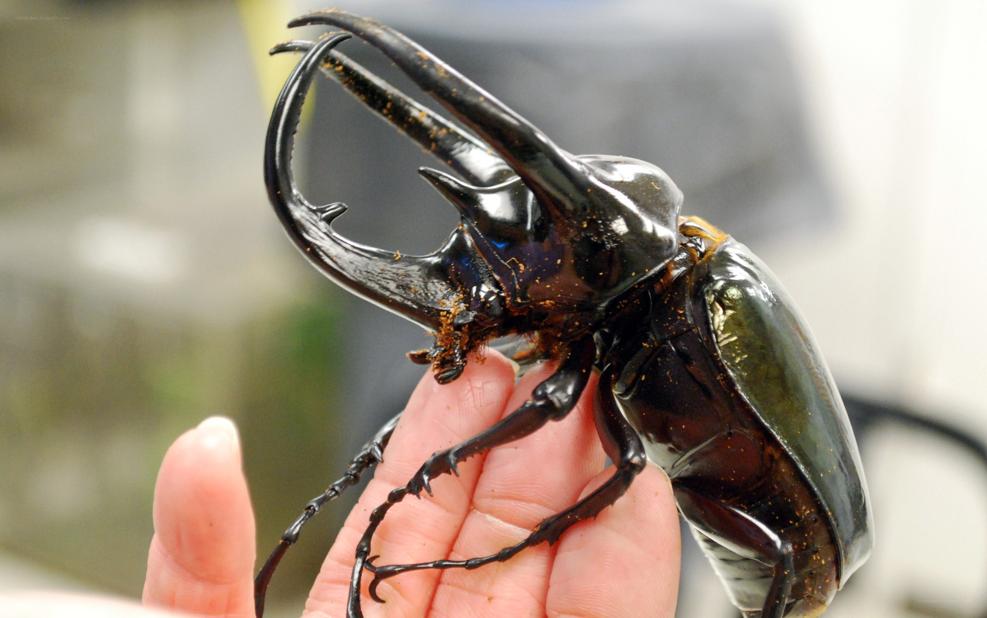 Large rhinoceros beetle on hand