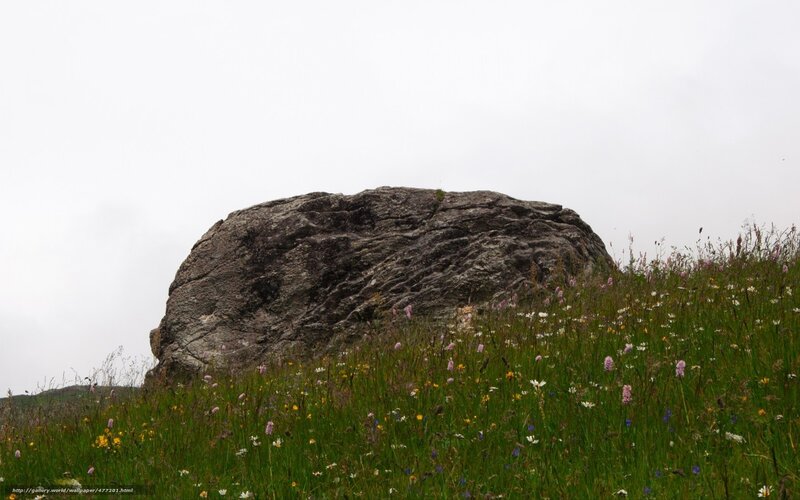 Large rock in a wildflower meadow