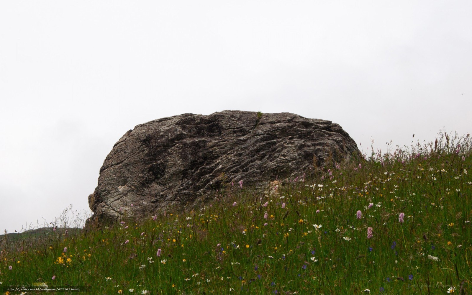 Large rock in a wildflower meadow