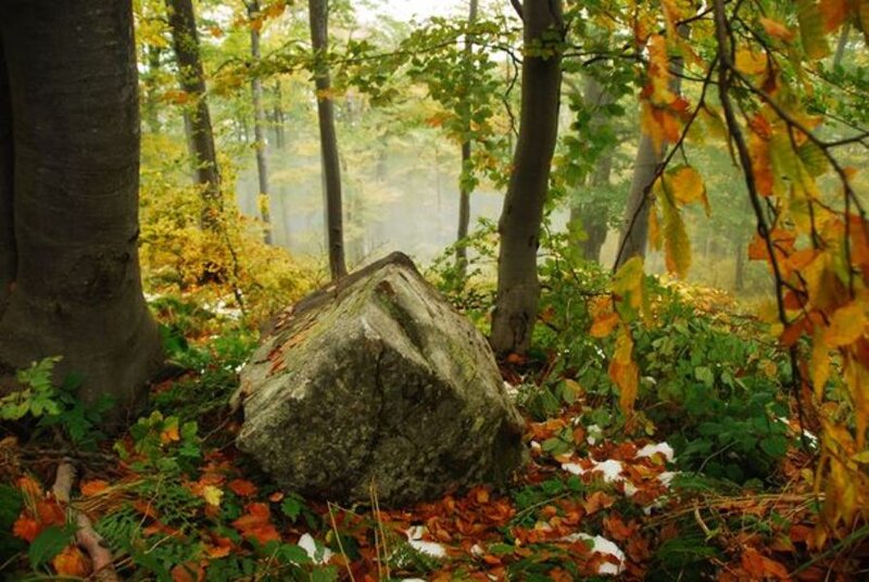 Large Rock in Forest