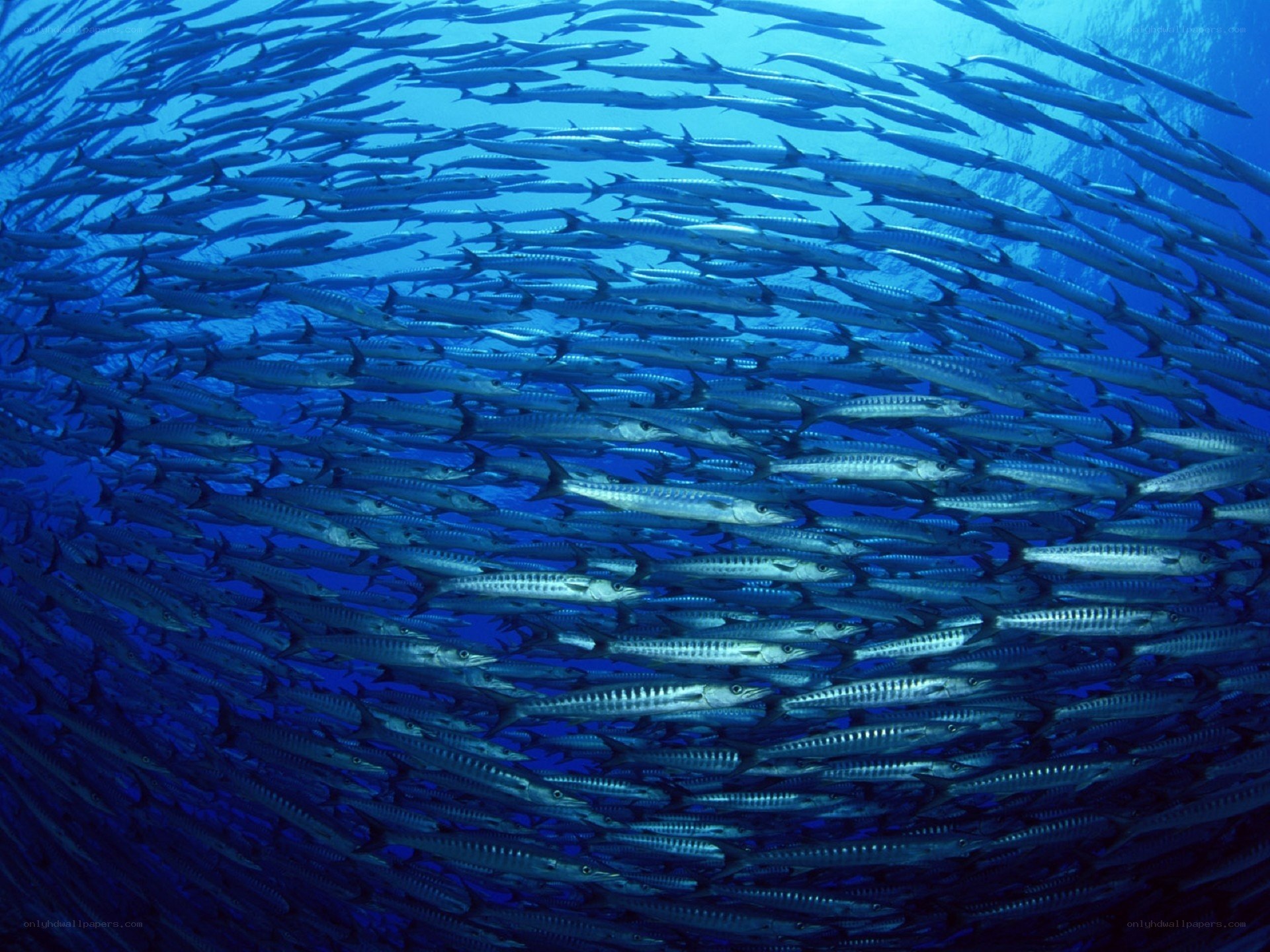 Large school of barracuda fish
