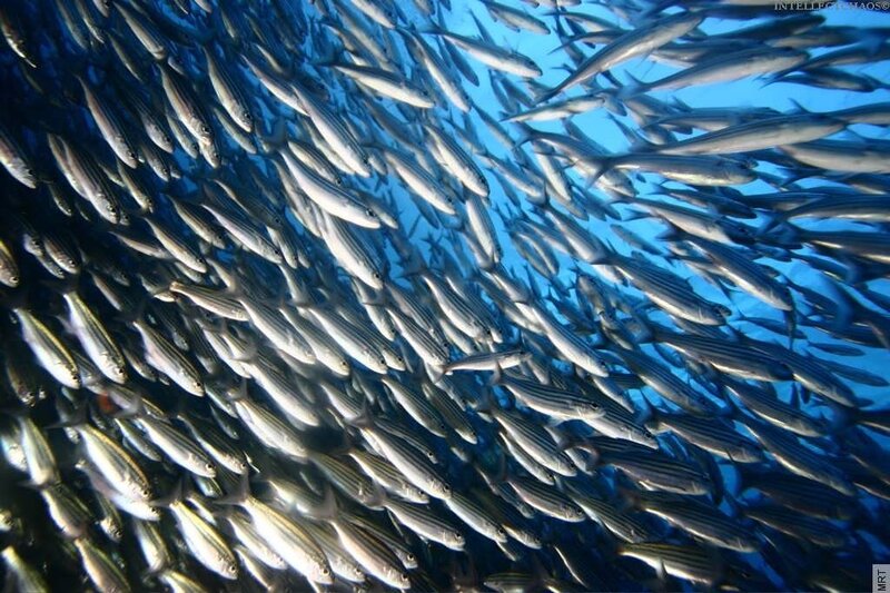 Large school of fish underwater