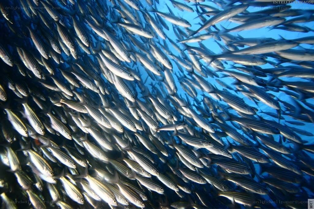Large school of fish underwater