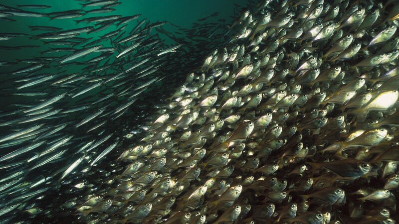 Large schools of fish underwater