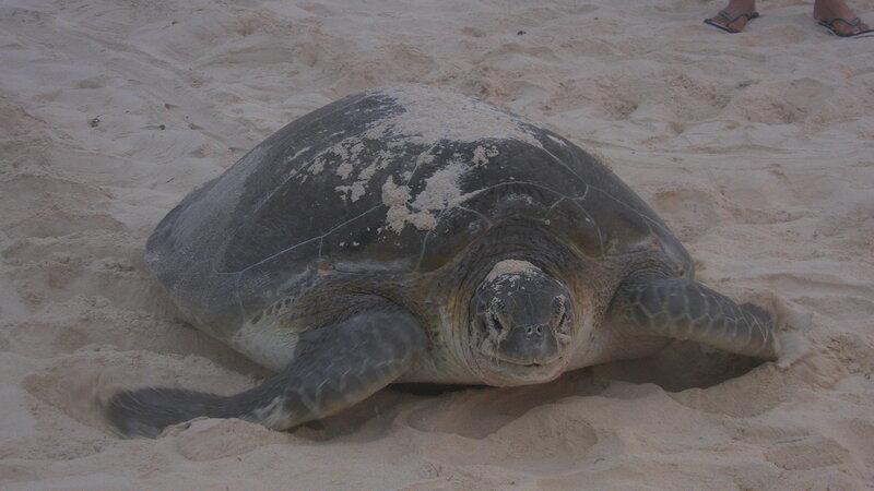 Large Sea Turtle on Sand