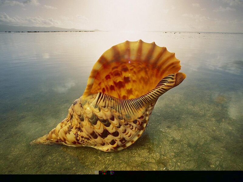 Large Seashell in Shallow Water