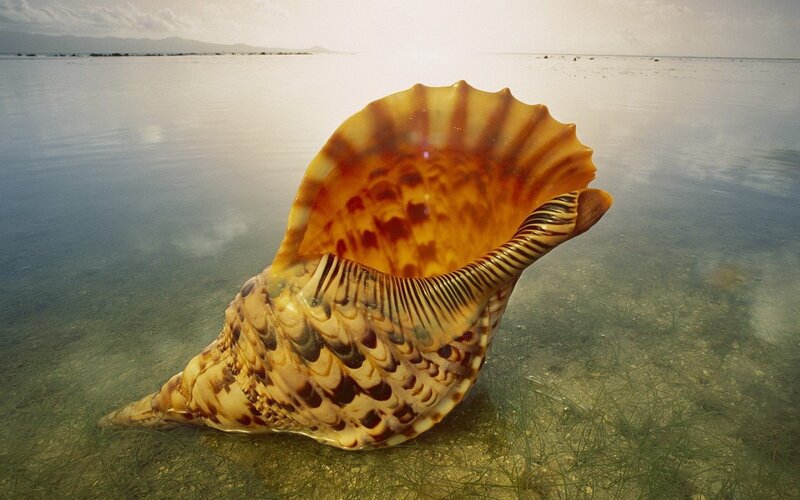 Large Seashell in Water — Brown, Serene, Sunset