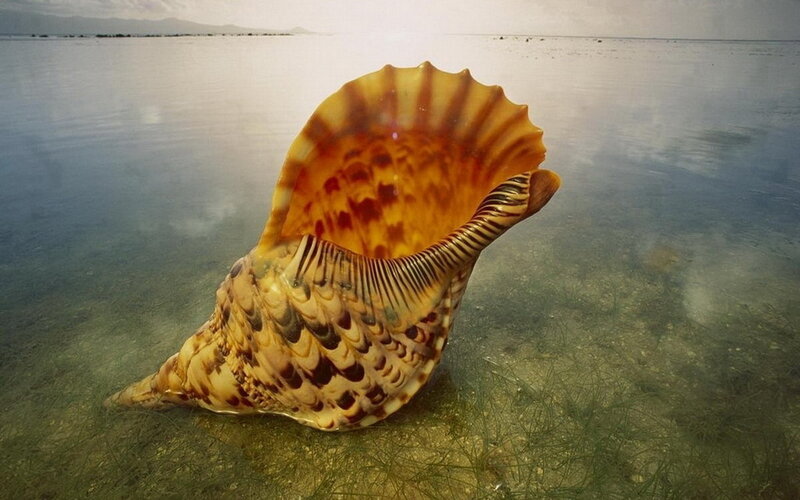 Large Seashell in Water — Brown, Serene