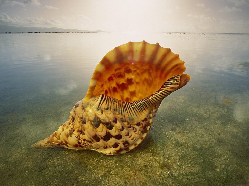Large Seashell in Water