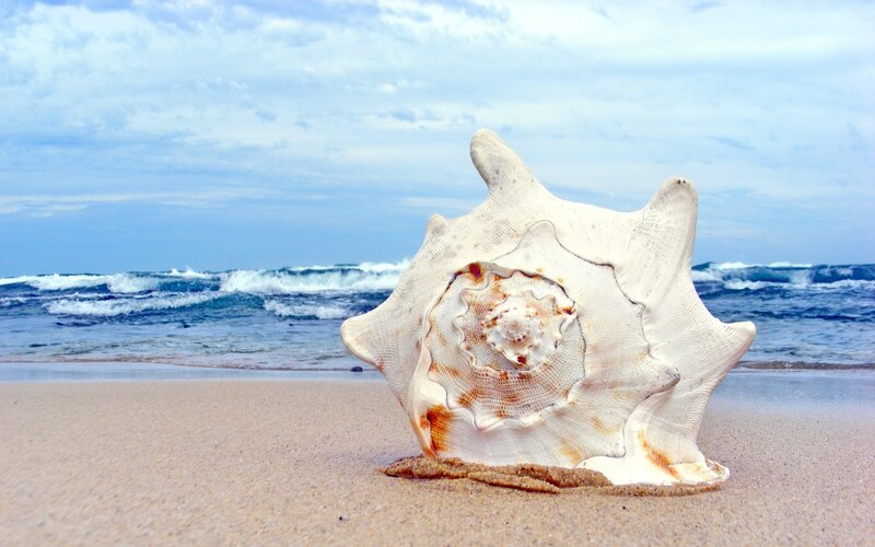 Large Seashell on Beach — Beige, Serene, Afternoon, Photograph