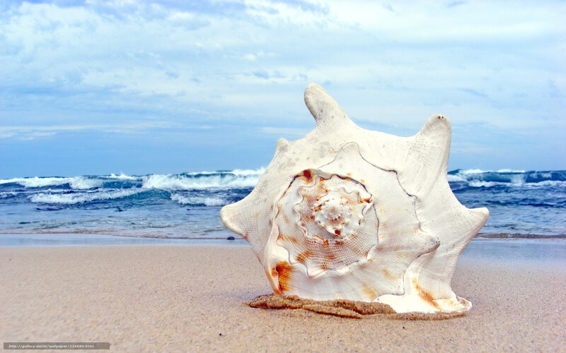 Large Seashell on Beach — Beige, Serene