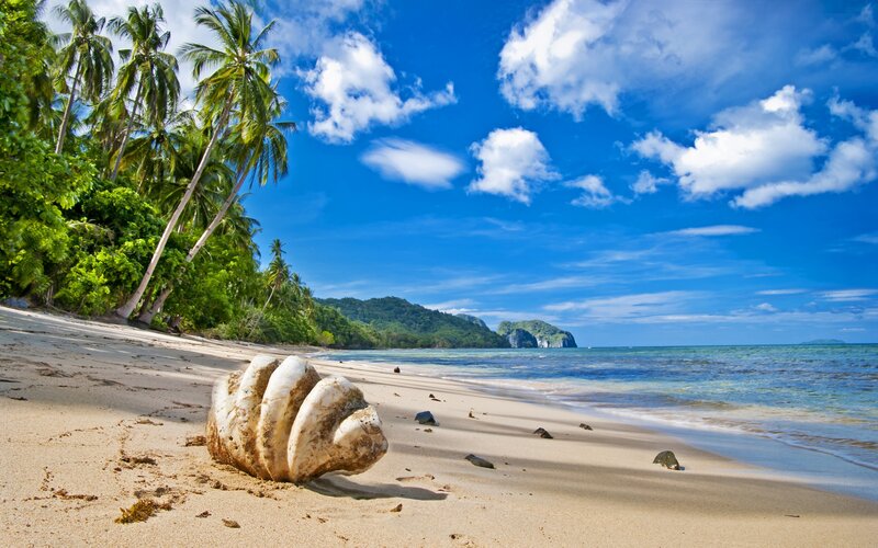 Large Seashell on Beach — Blue, Serene, Afternoon, Photograph, Palm Trees, Ocean, Mountain, Sand