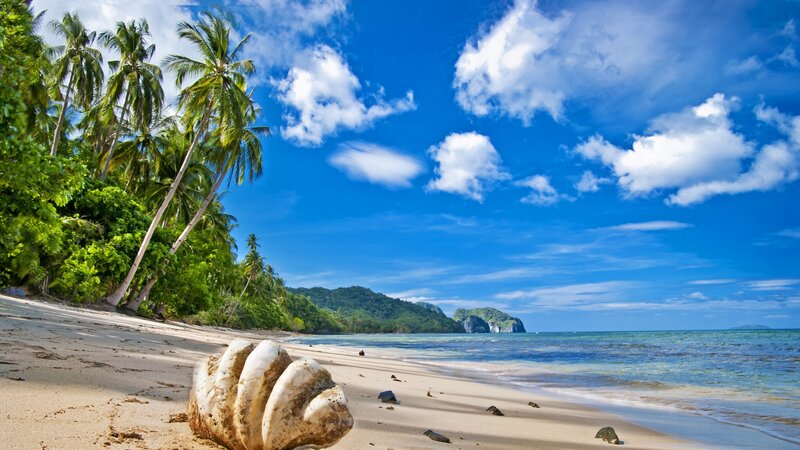 Large Seashell on Beach — Blue, Serene, Afternoon, Photograph, Palm Trees, Ocean, Mountain