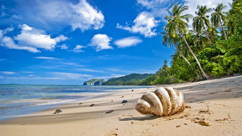 Large Seashell on Beach — Blue, Serene, Afternoon, Photograph, Palm Trees