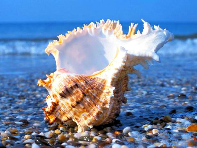 Large Seashell on Beach — Blue, Serene, Afternoon, Photograph