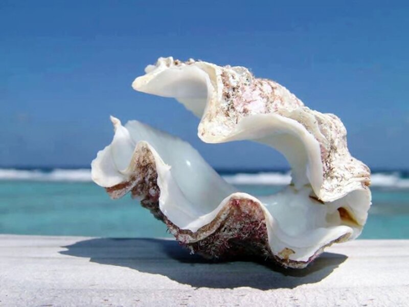 Large Seashell on Beach — Blue, Serene, Afternoon