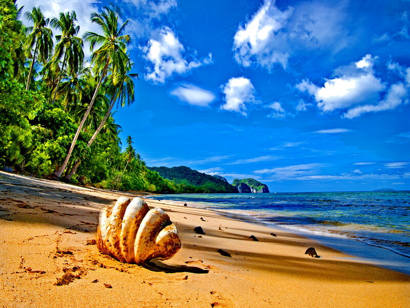 Large Seashell on Beach — Blue