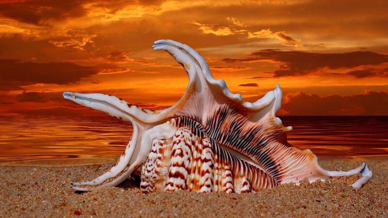 Large Seashell on Beach — Orange, Dramatic, Sunset