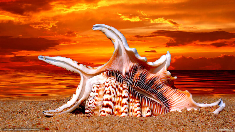 Large Seashell on Beach — Orange, Dramatic