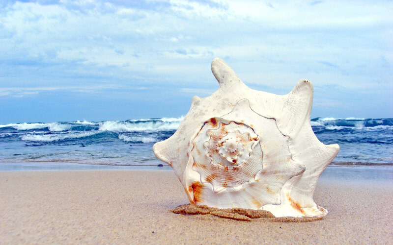 Large Seashell on Beach