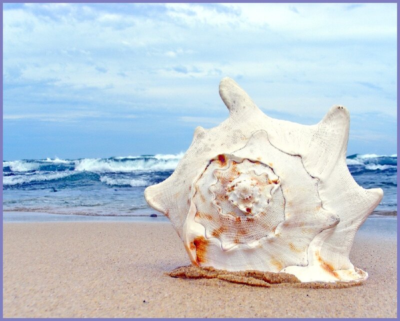 Large Seashell on Beach — White