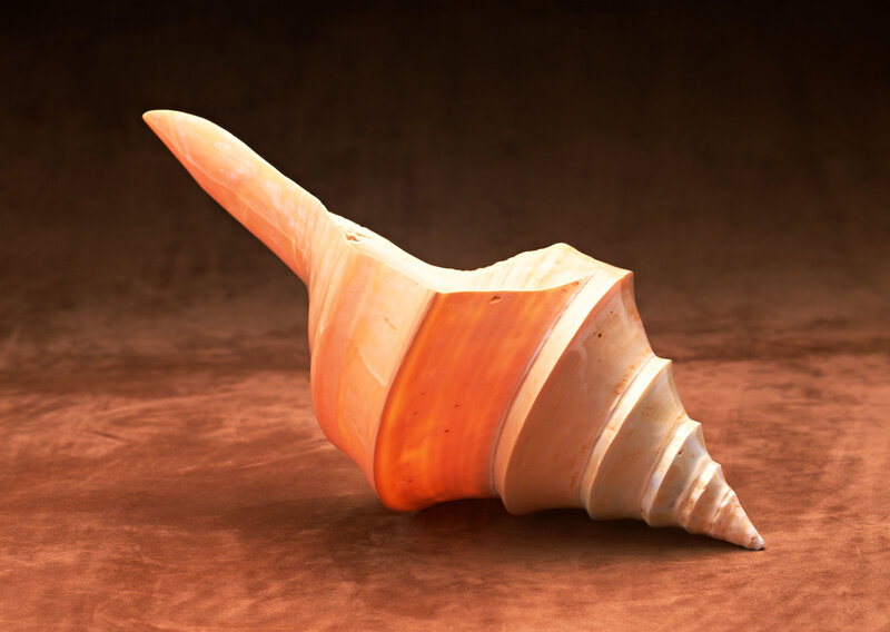 Large seashell on brown surface
