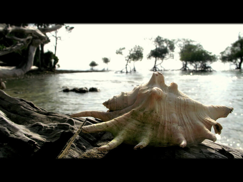 Large Seashell on Driftwood