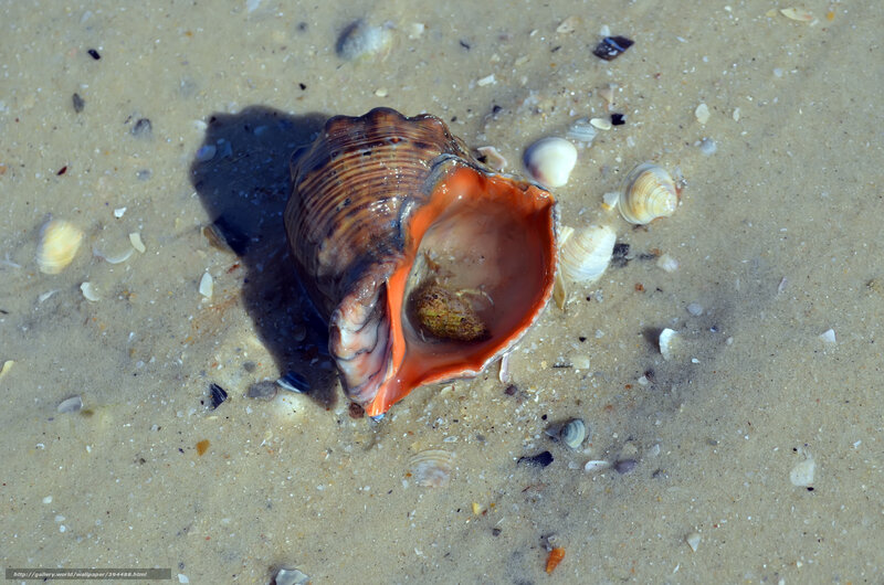 Large Seashell on Sand — Brown, Natural, Afternoon
