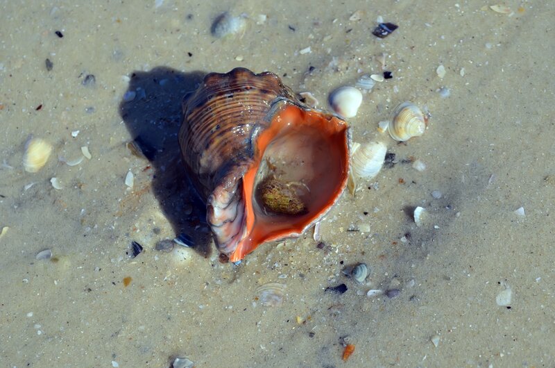 Large Seashell on Sand — Brown, Natural