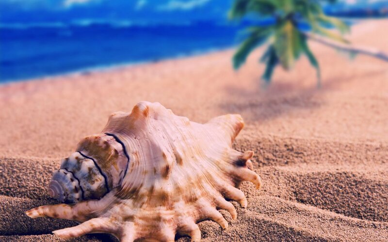 Large Seashell on Sand — Brown, Serene