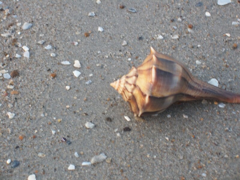 Large Seashell on Sand — Brown