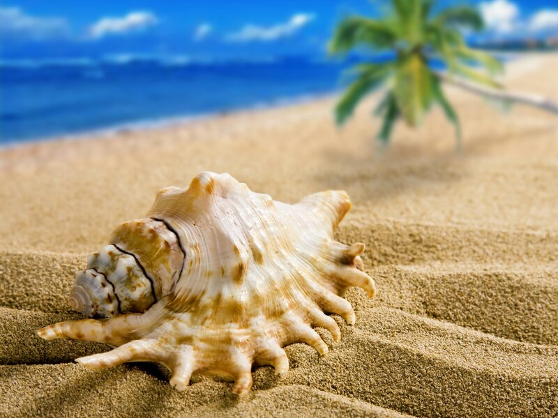 Large Seashell on Sand