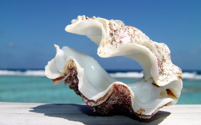 Large Seashell on Wood — Blue