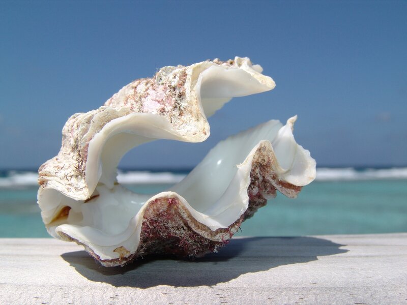 Large Seashell on Wood — White, Serene, Afternoon, Photograph, Ocean, Sky, Blue