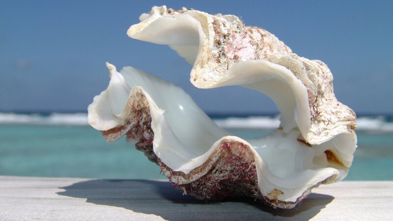Large Seashell on Wood — White, Serene, Afternoon, Photograph, Ocean, Sky